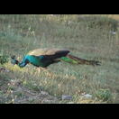 Etwas später ein weiterer Pfau nur etwa zwei Meter neben der Fahrbahn